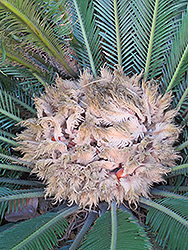 Japanese Sago Palm (Cycas revoluta) at Wolf's Blooms & Berries