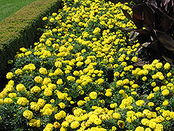 Inca Yellow Marigold (Tagetes erecta 'Inca Yellow') at Wolf's Blooms & Berries