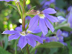 Whirlwind Blue Fan Flower (Scaevola aemula 'Whirlwind Blue') at Wolf's Blooms & Berries