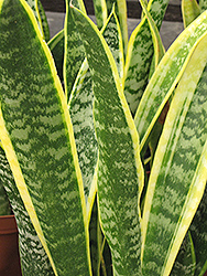 Striped Snake Plant (Sansevieria trifasciata 'Laurentii') at Wolf's Blooms & Berries