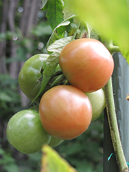 Better Boy Tomato (Solanum lycopersicum 'Better Boy') at Wolf's Blooms & Berries