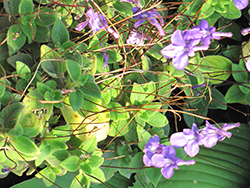 False African Violet (Streptocarpus saxorum) at Wolf's Blooms & Berries