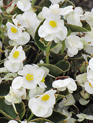 Bada Bing White Begonia (Begonia 'Bada Bing White') at Wolf's Blooms & Berries