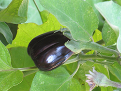 Black Beauty Eggplant (Solanum melongena 'Black Beauty') at Wolf's Blooms & Berries