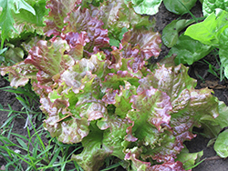 Red Salad Bowl Lettuce (Lactuca sativa var. crispa 'Red Salad Bowl') at Wolf's Blooms & Berries