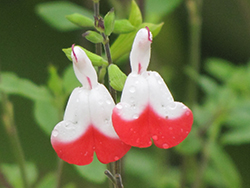 Hot Lips Sage (Salvia microphylla 'Hot Lips') at Wolf's Blooms & Berries