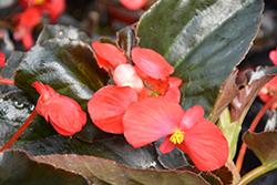 Whopper Red Bronze Leaf Begonia (Begonia 'Whopper Red Bronze Leaf') at Wolf's Blooms & Berries