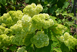 Gatsby Moon Hydrangea (Hydrangea quercifolia 'Brother Edward') at Wolf's Blooms & Berries