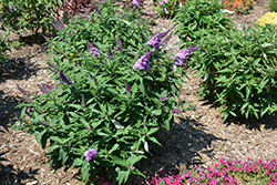 Pugster Amethyst Butterfly Bush (Buddleia 'SMNBDL') at Wolf's Blooms & Berries