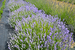 Blue Cushion Lavender (Lavandula angustifolia 'Blue Cushion') at Wolf's Blooms & Berries