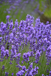 Hidcote Lavender (Lavandula angustifolia 'Hidcote') at Wolf's Blooms & Berries