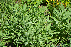 Common Sage (Salvia officinalis) at Wolf's Blooms & Berries