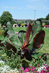 Red Banana (Ensete ventricosum 'Maurelii') at Wolf's Blooms & Berries