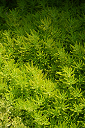 Lemon Coral Stonecrop (Sedum rupestre 'Lemon Coral') at Wolf's Blooms & Berries