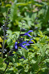 Black And Blue Anise Sage (Salvia guaranitica 'Black And Blue') at Wolf's Blooms & Berries