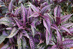 Persian Shield (Strobilanthes dyerianus) at Wolf's Blooms & Berries
