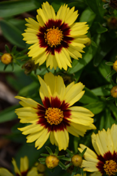 UpTick Yellow and Red Tickseed (Coreopsis 'Baluptowed') at Wolf's Blooms & Berries
