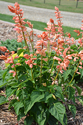 Saucy Coral Salvia (Salvia splendens 'Saucy Coral') at Wolf's Blooms & Berries