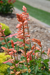 Saucy Coral Salvia (Salvia splendens 'Saucy Coral') at Wolf's Blooms & Berries
