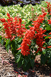 Grandstand Red Salvia (Salvia splendens 'Grandstand Red') at Wolf's Blooms & Berries