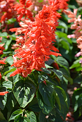 Grandstand Red Salvia (Salvia splendens 'Grandstand Red') at Wolf's Blooms & Berries