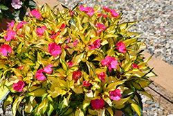 SunPatiens Compact Tropical Rose New Guinea Impatiens (Impatiens 'SunPatiens Compact Tropical Rose') at Wolf's Blooms & Berries