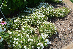Rapido White Bellflower (Campanula carpatica 'Rapido White') at Wolf's Blooms & Berries