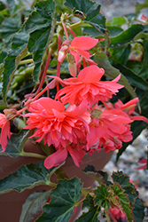 Belleconia Rose Begonia (Begonia 'Belleconia Rose') at Wolf's Blooms & Berries