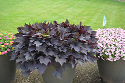 Sweet Caroline Bewitched After Midnight Sweet Potato Vine (Ipomoea batatas 'NCORNSP-020BWAM') at Wolf's Blooms & Berries