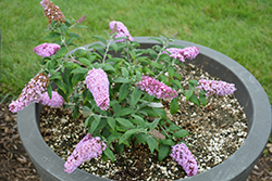 Pugster Pink Butterfly Bush (Buddleia 'SMNBDPT') at Wolf's Blooms & Berries