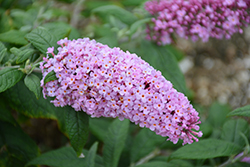 Pugster Pink Butterfly Bush (Buddleia 'SMNBDPT') at Wolf's Blooms & Berries