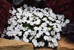 SunPatiens Compact White Impatiens (Impatiens 'SakimP027') at Wolf's Blooms & Berries