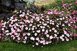 SunPatiens Compact Blush Pink New Guinea Impatiens (Impatiens 'SakimP013') at Wolf's Blooms & Berries