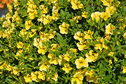 MiniFamous Neo Deep Yellow Calibrachoa (Calibrachoa 'MiniFamous Neo Deep Yellow') at Wolf's Blooms & Berries