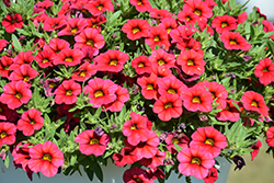Calipetite Red Calibrachoa (Calibrachoa 'Calipetite Red') at Wolf's Blooms & Berries