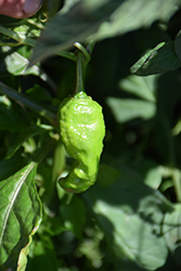 Ghost Hot Pepper (Capsicum chinense 'Ghost') at Wolf's Blooms & Berries