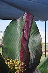 Red Banana (Ensete ventricosum 'Maurelii') at Wolf's Blooms & Berries