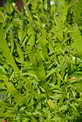 Ribbons and Curls Ribbon Bush (Homalocladium platycladum 'Ribbons and Curls') at Wolf's Blooms & Berries