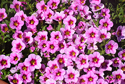 Aloha Tiki Soft Pink Calibrachoa (Calibrachoa 'Aloha Tiki Soft Pink') at Wolf's Blooms & Berries