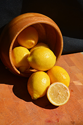 Meyer Lemon (Citrus x meyeri) at Wolf's Blooms & Berries