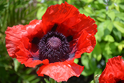 Beauty of Livermere Poppy (Papaver orientale 'Beauty of Livermere') at Wolf's Blooms & Berries