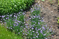 Lucerne Blue-Eyed Grass (Sisyrinchium angustifolium 'Lucerne') at Wolf's Blooms & Berries