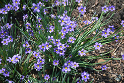Lucerne Blue-Eyed Grass (Sisyrinchium angustifolium 'Lucerne') at Wolf's Blooms & Berries