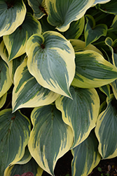 First Frost Hosta (Hosta 'First Frost') at Wolf's Blooms & Berries