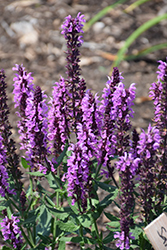Pink Profusion Meadow Sage (Salvia nemorosa 'Pink Profusion') at Wolf's Blooms & Berries