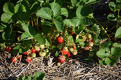 Jewel Strawberry (Fragaria 'Jewel') at Wolf's Blooms & Berries