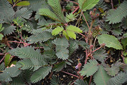 Sensitive Plant (Mimosa pudica) at Wolf's Blooms & Berries