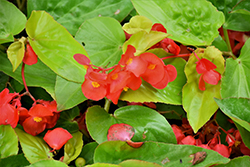 Canary Wings Begonia (Begonia 'Canary Wings') at Wolf's Blooms & Berries