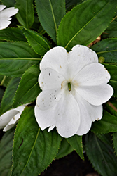 Magnum Clear White New Guinea Impatiens (Impatiens 'Magnum Clear White') at Wolf's Blooms & Berries