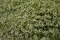 Stardust White Sparkle Euphorbia (Euphorbia 'Stardust White Sparkle') at Wolf's Blooms & Berries